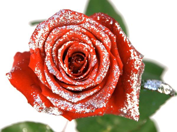 Päivikin Kukka Kukkakauppa Nummela - Ruusut - Glitter Ruusut